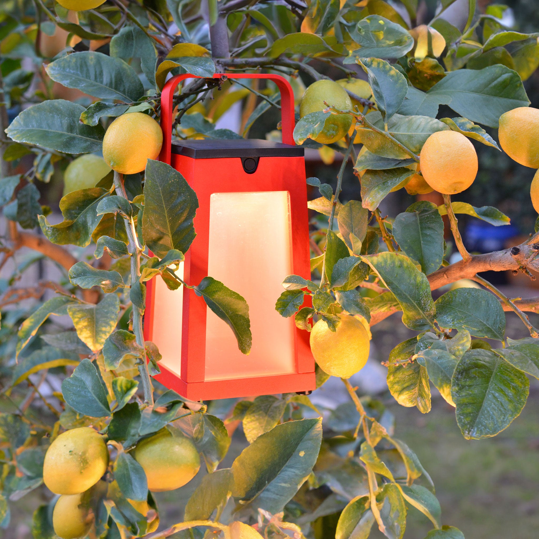 Tinka lantern red hanging on tree
